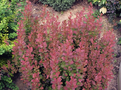 Berberis thunbergii 'Red Rocket'
